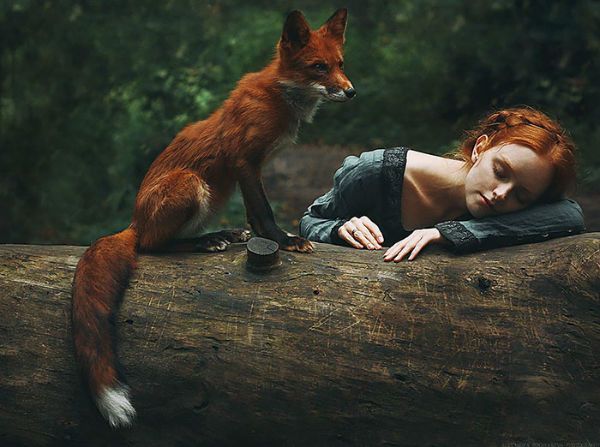 تعبیر خواب روباه | دیدن روباه در خواب چه معنایی دارد؟