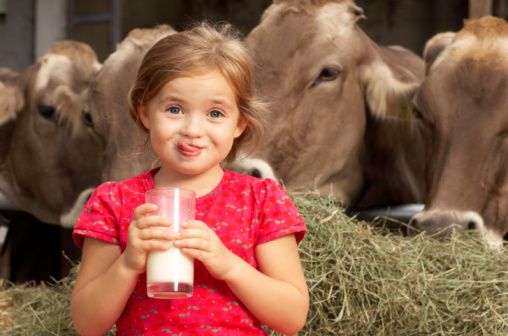 خواص شیر گاو برای سلامتی + مضرات و عوارض احتمالی شیر گاو