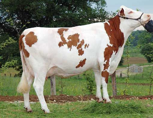 خواص شیر گاو برای سلامتی + مضرات و عوارض احتمالی شیر گاو