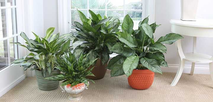 با دوام ترین گیاهان آپارتمانی | زیباترین گیاهان جان سخت آپارتمانی