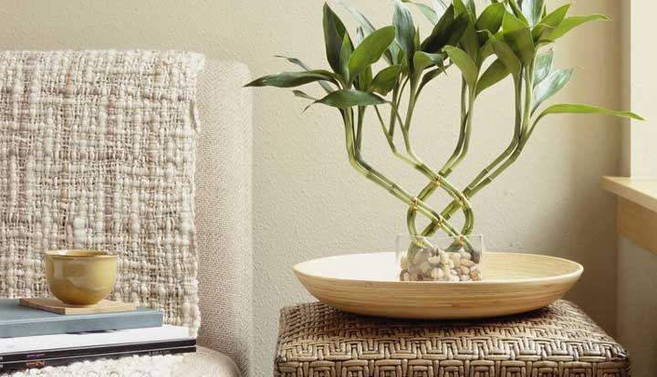 با دوام ترین گیاهان آپارتمانی | زیباترین گیاهان جان سخت آپارتمانی