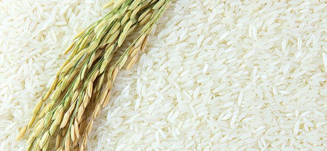 فروش محصولات باکیفیت در عمده فروشی برنج ایرانی