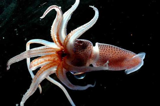 آیا میدانید ماهی مرکب انسان را نامرئی میکند یا نه؟