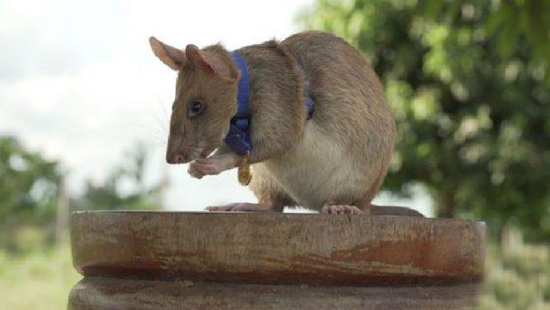 اهدای بالاترین نشان شجاعت جهان به یک موش مین یاب باهوش + عکس