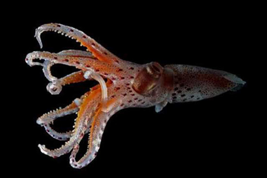 آیا میدانید ماهی مرکب انسان را نامرئی میکند یا نه؟