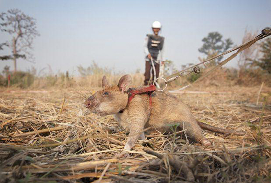اهدای بالاترین نشان شجاعت جهان به یک موش مین یاب باهوش + عکس