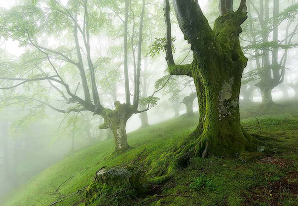 با دیدنی و زیباترین جنگل های دنیا آشنا شوید (+تصاویر)