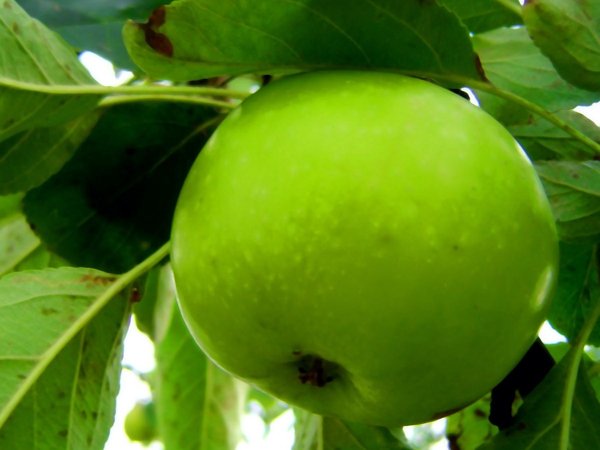 درمان کبد چرب با میوه