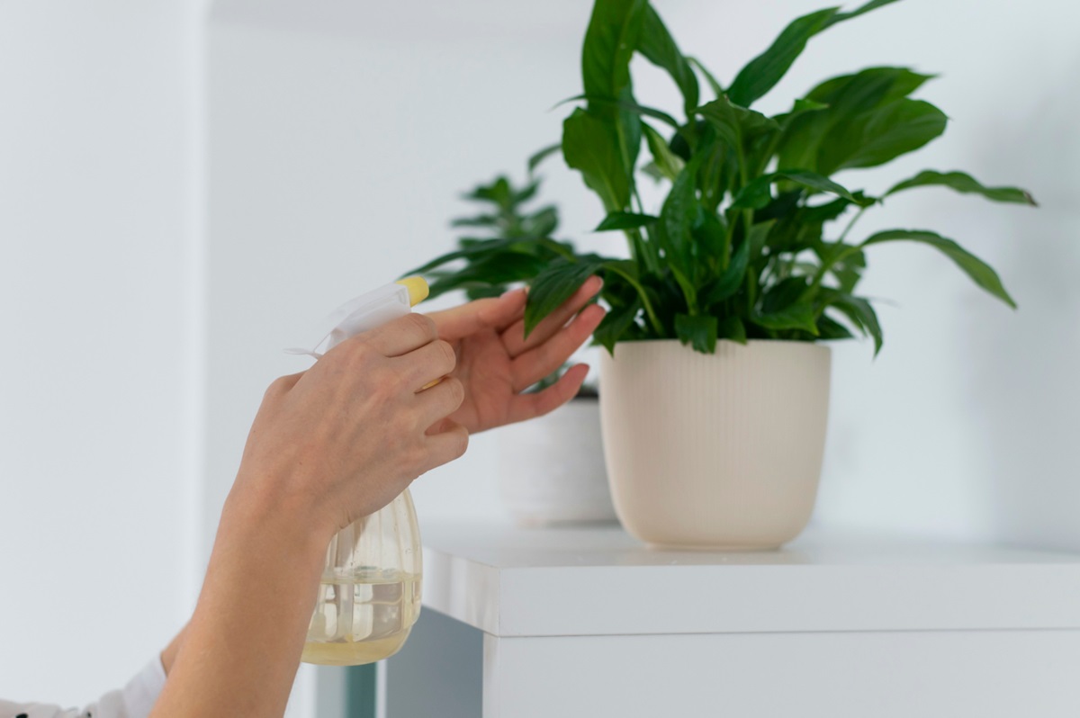 از بین بردن حشرات گیاهان آپارتمانی